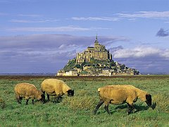 Sheep, Mont-Saint-Michel, Normandy, France